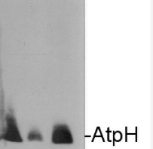 AtpH | ATP synthase subunit c (chloroplastic) in the group Antibodies Plant/Algal  / Photosynthesis  / ATP synthase at Agrisera AB (Antibodies for research) (AS09 591)